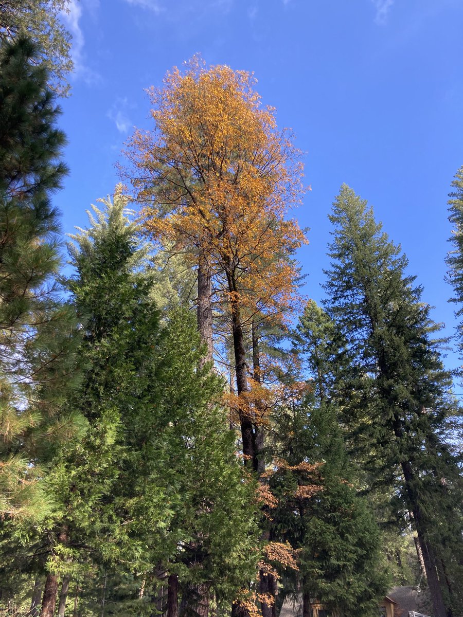 Central Coast Fire tweet media