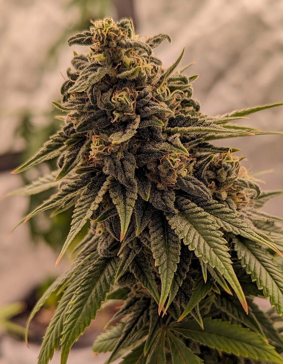 Mystery Bean from <a href="/The_BBCompany/">The Burning Bush Company</a> 💚🌱