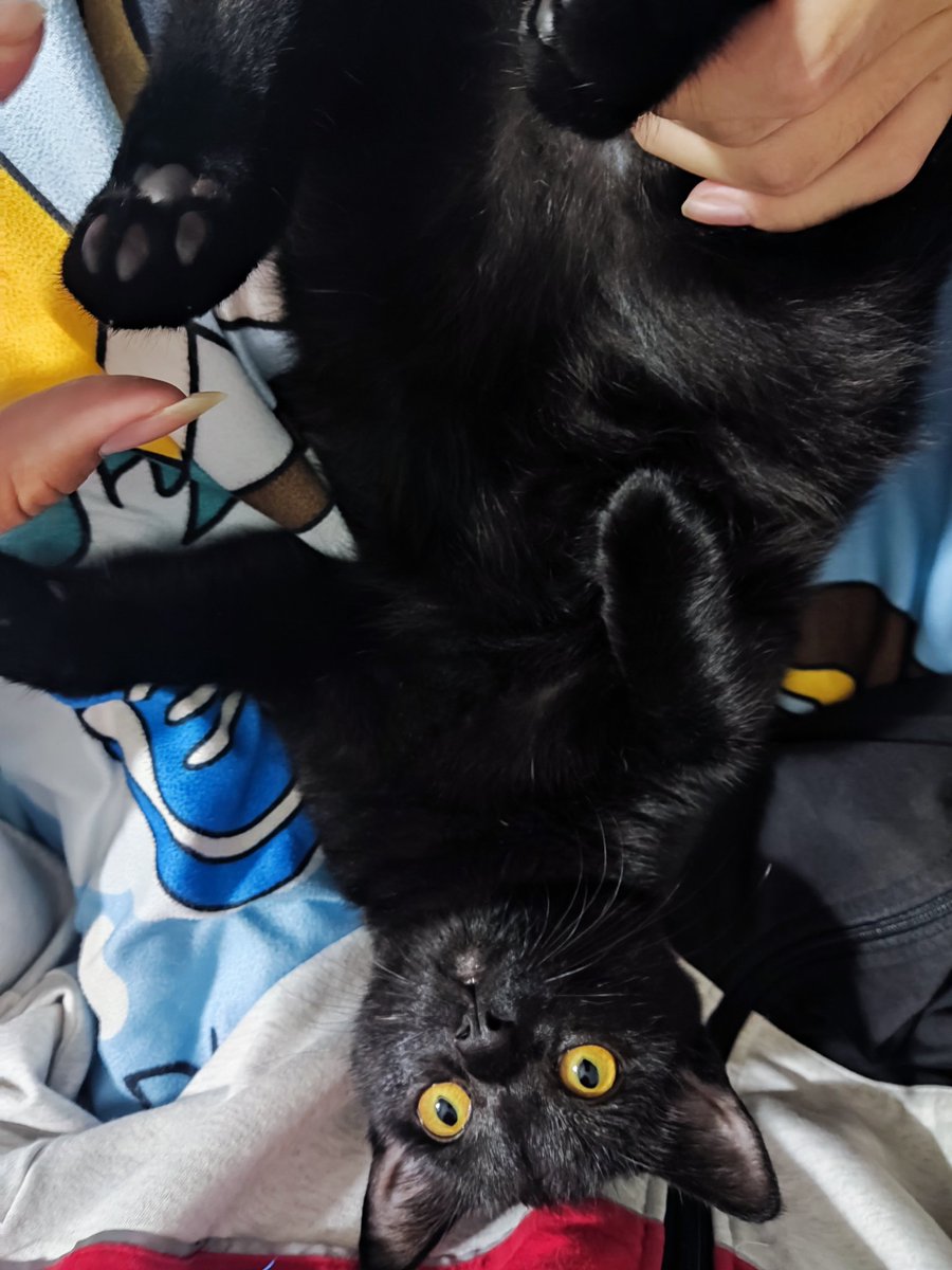 Mu_Yangsu's tweet photo. 相当可爱的小猫🐱 https://t.co/BQ2gGoixBB