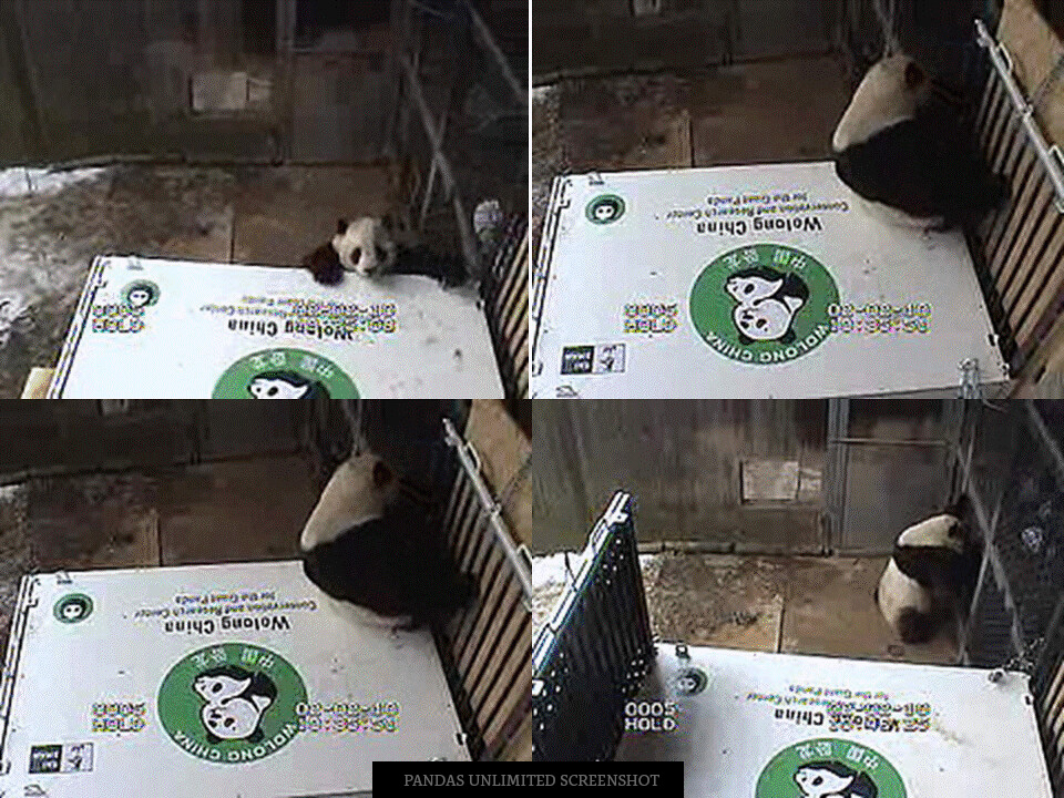 somesay's tweet image. Tai on his travel crate -  Screenshot from #PandaCam taken on February 2, 2010

#panda #taishan #pandas #nationalzoo #dczoo #giantpandas