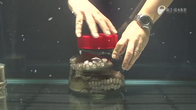 lotusfairies (@lotusfairies) on Twitter photo 