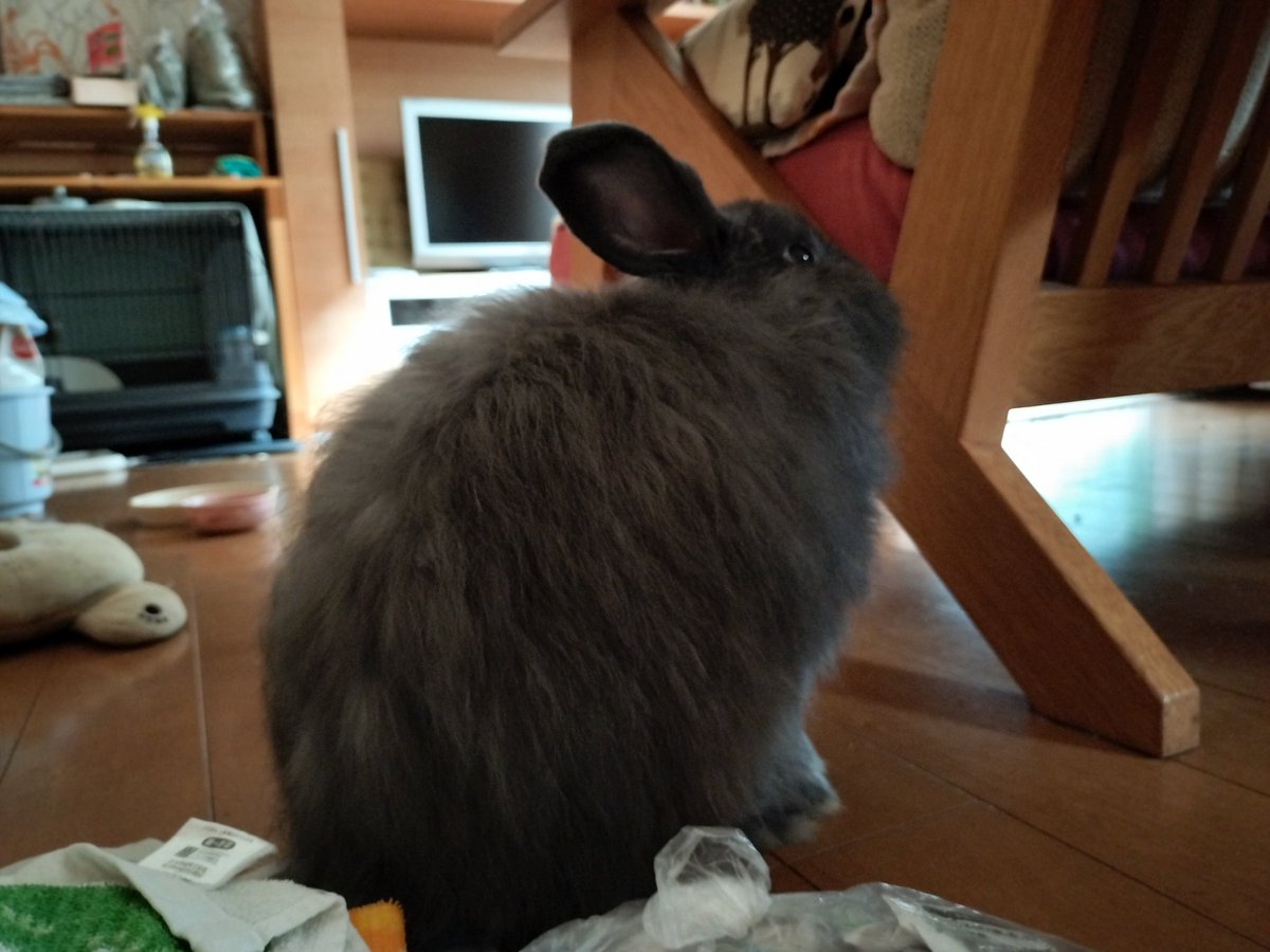 rinkingtime's tweet photo. 今日もモフモフしとるな。 https://t.co/XU2Q0214SQ
