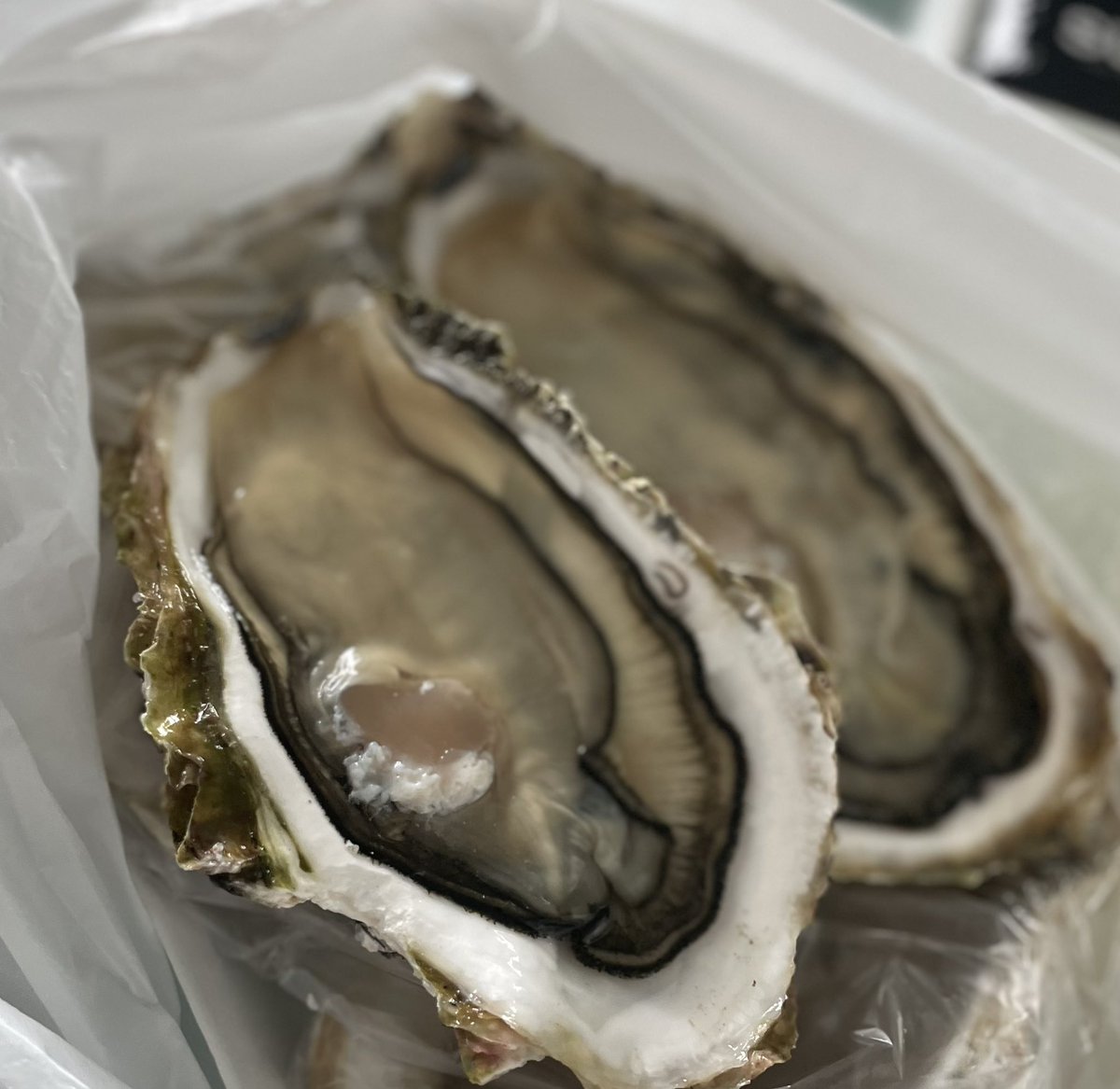 osutokkintyo's tweet photo. 大須のショップイトウの生牡蠣は280円でこの大きさ！！

ヤバすぎる笑 https://t.co/iqrBaleuV5