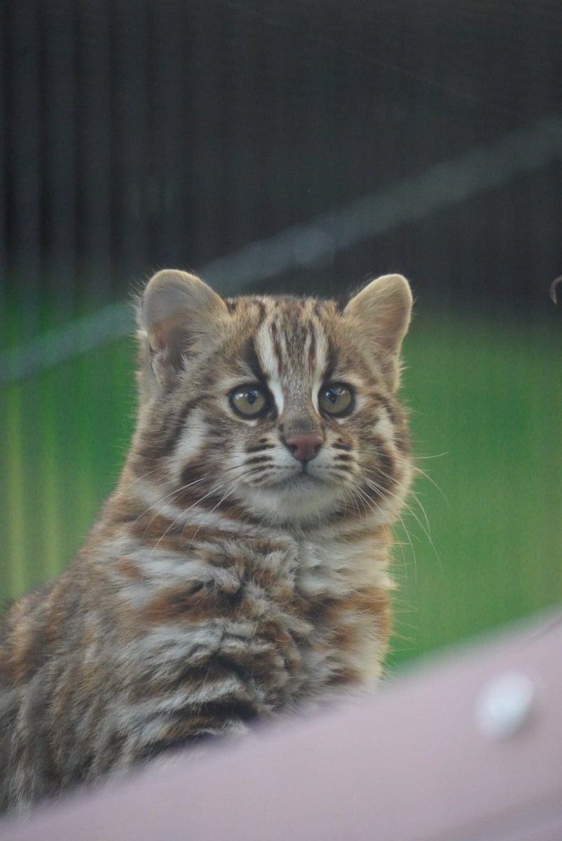 njbsun's tweet photo. またこの天使に会える！！！！！！

＃東山動植物園
#ツシマヤマネコ https://t.co/842zV991ym