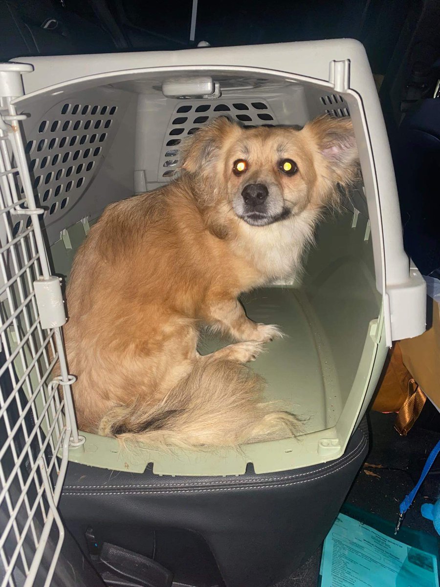 dogs_nc's tweet photo. 10 dog hoarder case rescue from @APS in Durham NC #dog #rescue https://t.co/wNE2ZUJfLo