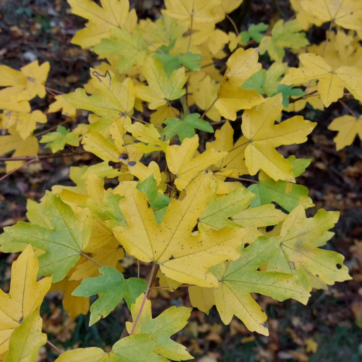 PlantPref's tweet photo. The field maples in our shelter belt putting on a brilliant display as usual. 

#acer #acercampestre #maple #fieldmaple #autumnfoliage #novembergarden https://t.co/eUkvhqknTd