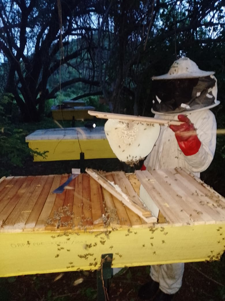 UgandaHive's tweet photo. KTBH - #topbar Hives
🐝🐝Observing Bee Colonies🍯 during Early Evening For Honey🍯 and All Matters Beekeeping Contact 0759 665 604 https://t.co/jPUXHVoMcC