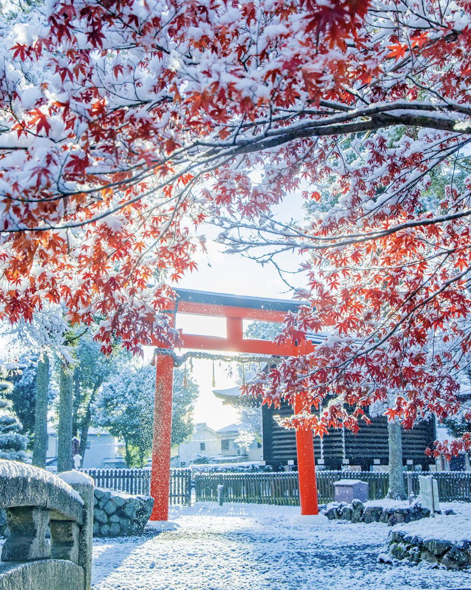 usalica's tweet photo. 京都の紅葉に雪が降り積もった日のこと🍁❄️ https://t.co/fNTtG5gXML