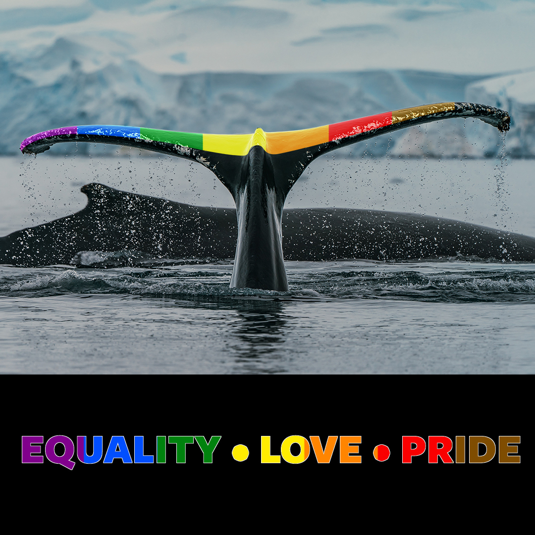 #PolarPrideDay celebrated today in #SouthGeorgia & #Antarctica marking the contribution of LGBTQ+ people in the area. Celebratons and #Pride flags will be much in evidence. We'll repost photos from this year’s events soon.

#Pride2023 #PolarPrideDay2023 #PolarPride
@GovSGSSI