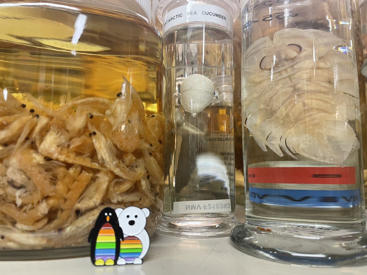 Some krill, a psolid sea cucumber and a serolid walked into a bar…. Happy #PolarPrideDay