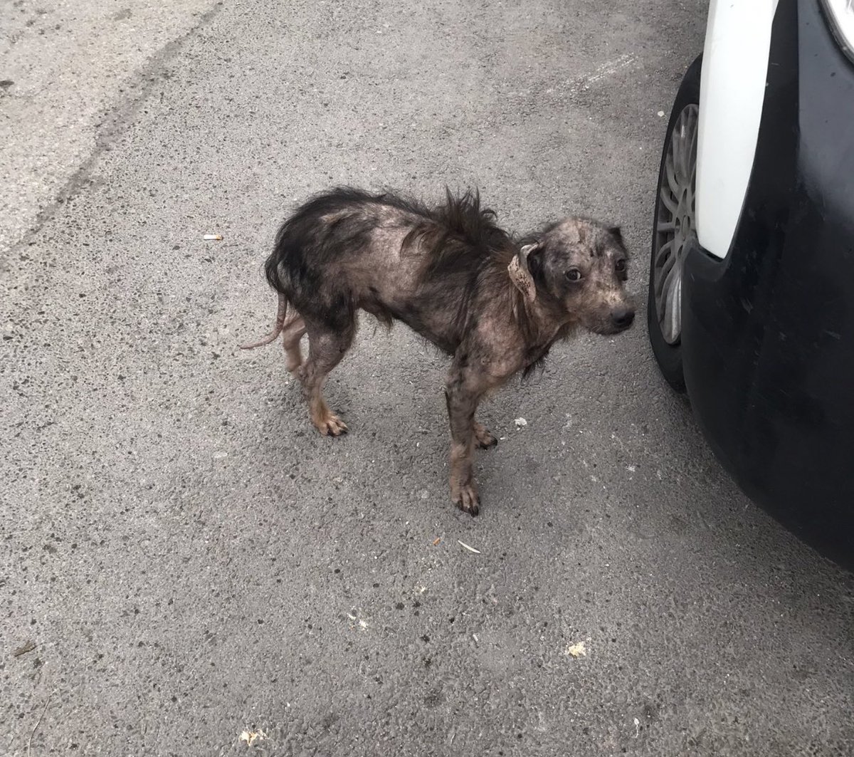 ankarapatiliky's tweet photo. İzmir bu halde sokaktaymış. İzmirli dostlarım bi el atsanız olmaz mı..Watsaptan yazarsanız adres telefon bilgisi vereceğiz 05534554352 https://t.co/aFfka0TTUz