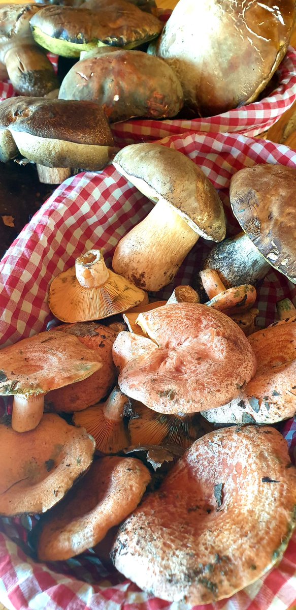 Temporada micológica en Taberna El Velero 

¡¡No te quedes sin probarlas!!

Reservas ☎️ 955 770 511

#LaBarqueta #TabernaElVelero #DeLaSierra #Niscalos #Boletus #VenAPueblaDelRio