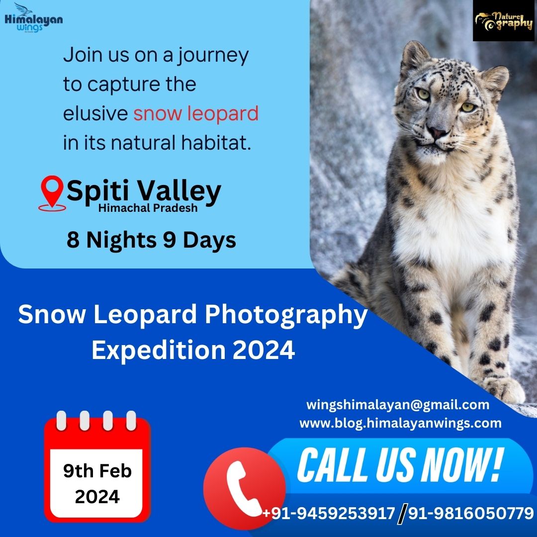 WingsHimalayan's tweet photo. Snow Leopard Expedition 2024- Winter Photography Tour to Spiti Valley.
📣📣 happy to announce that we are going to do a photography tour of Spiti's Willd Life in Feb 2024 .
Interested nature photographers can book their Seats. https://t.co/N35hPxxAEG #Snowleoparexpedition2024 https://t.co/zzoLavtMvQ