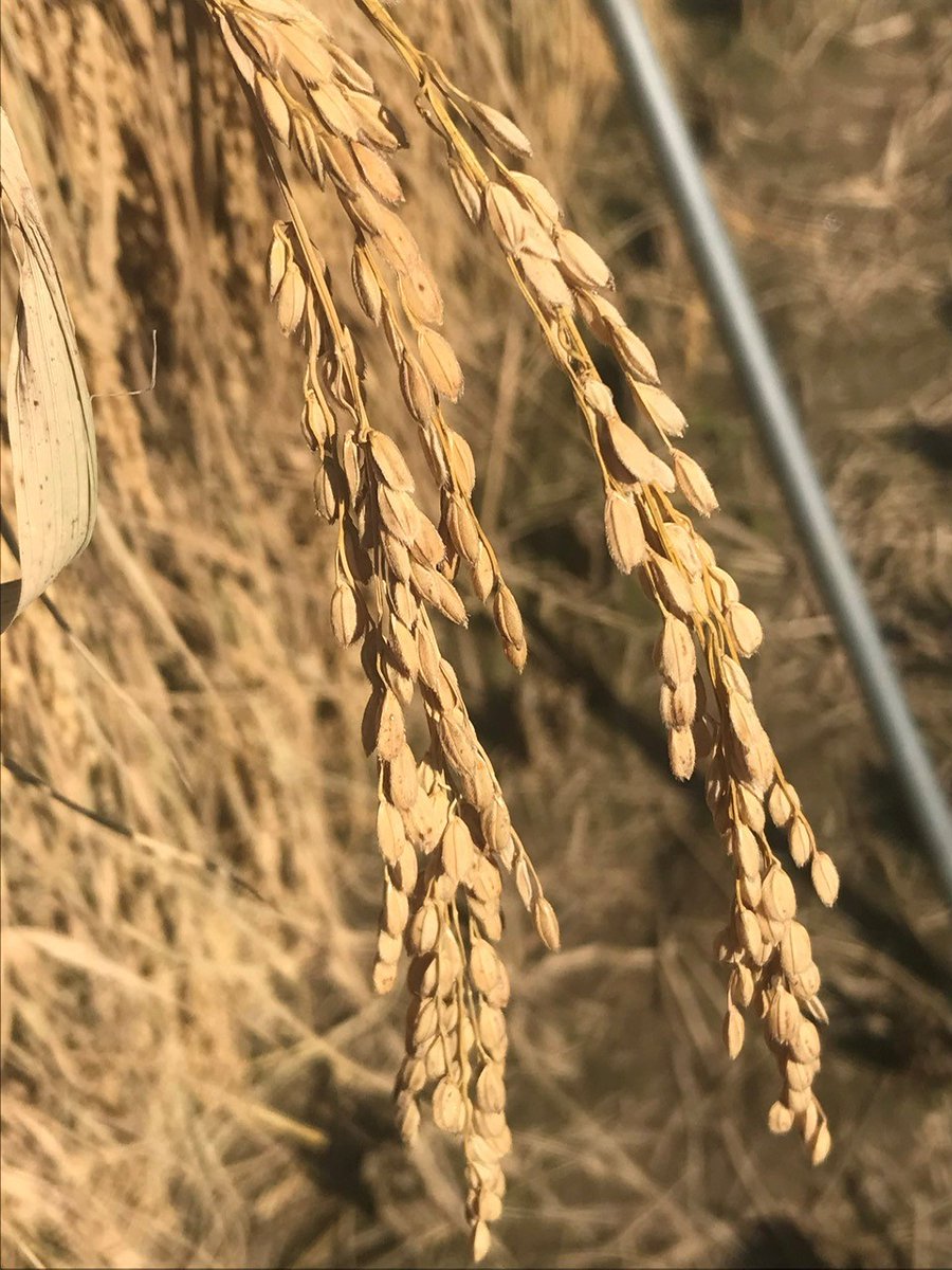 「【ご案内】昨年(令和4年度)に作ったお米が余剰となっている農家さんの販売のお手伝」|蛍　伊織のイラスト