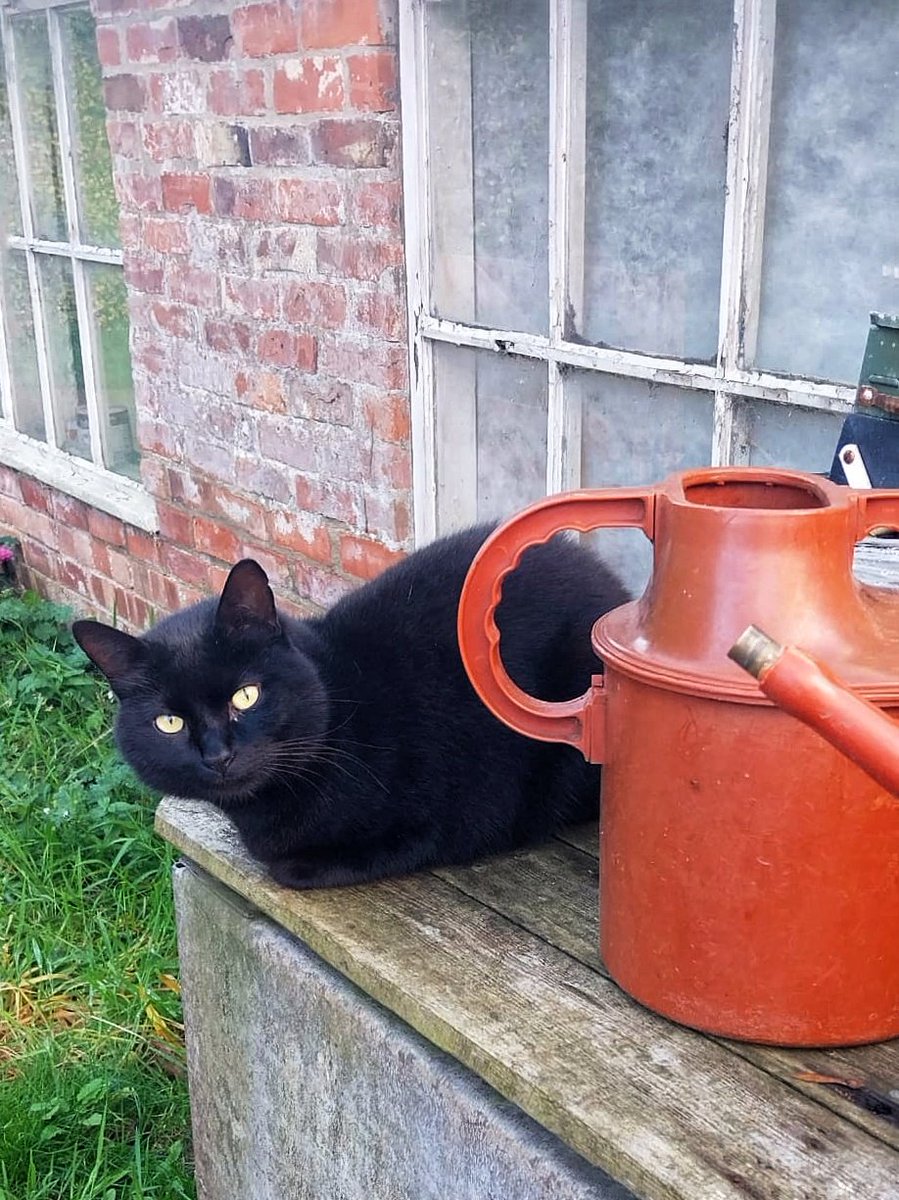 A very happy #Caturday from Gunby cat Fergus, who is hoping the gardeners will give her cuddles instead of picking up the nearby tools!

😸🐈‍⬛😻🐾⚒️

#nationaltrust
#ntmidlands