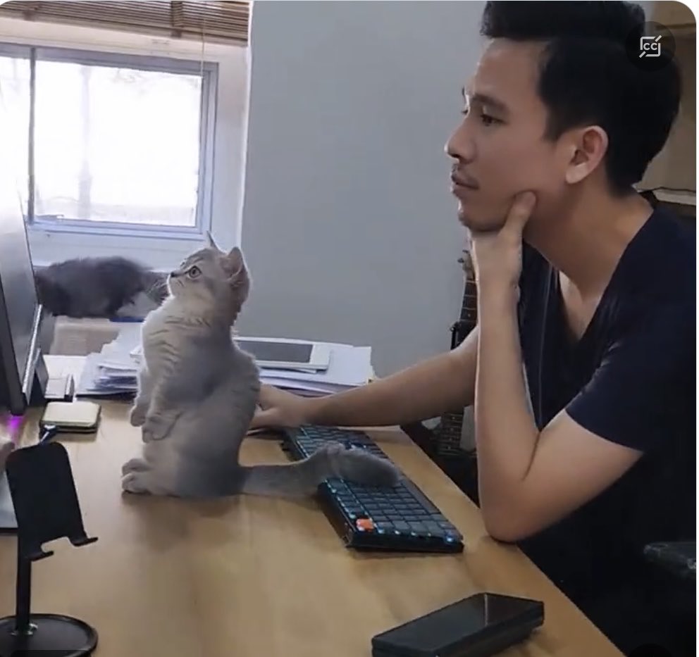AnnFishman's tweet photo. The Supervisor…
(Buitengebieden)
#HappyCaturday #Caturday https://t.co/7f2b7chMnP