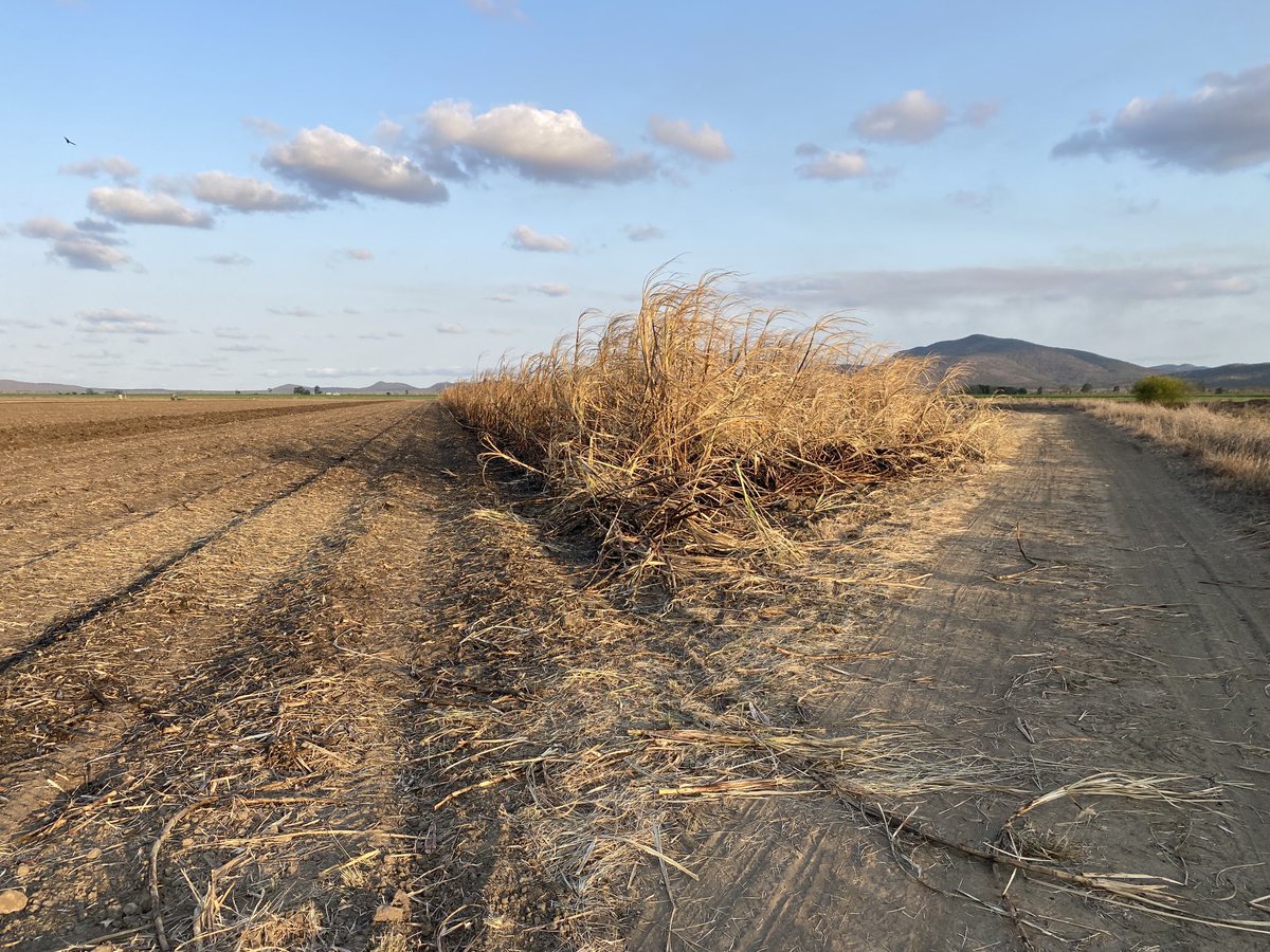 croppingki's tweet photo. There’s only 12 rows left there and instead of finishing a 5+ month harvest on a Satdy arvo we get to wait until tomorrow to say we’re done. Thirst would dictate overflowing every bin you own to finish grain today but sadly not an option here, have to settle for a Sunday session. https://t.co/DjmarhYF82