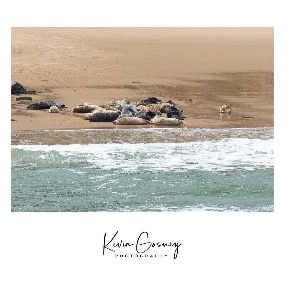 kevgosphoto's tweet photo. Seals chilling on the beach ,Tenby Wales 🏴󠁧󠁢󠁷󠁬󠁳󠁿 

#seal #sealife #wales #tenby #sea #beach #wildlife #photography #landscape #landscapephotography https://t.co/isyaQilwQ6