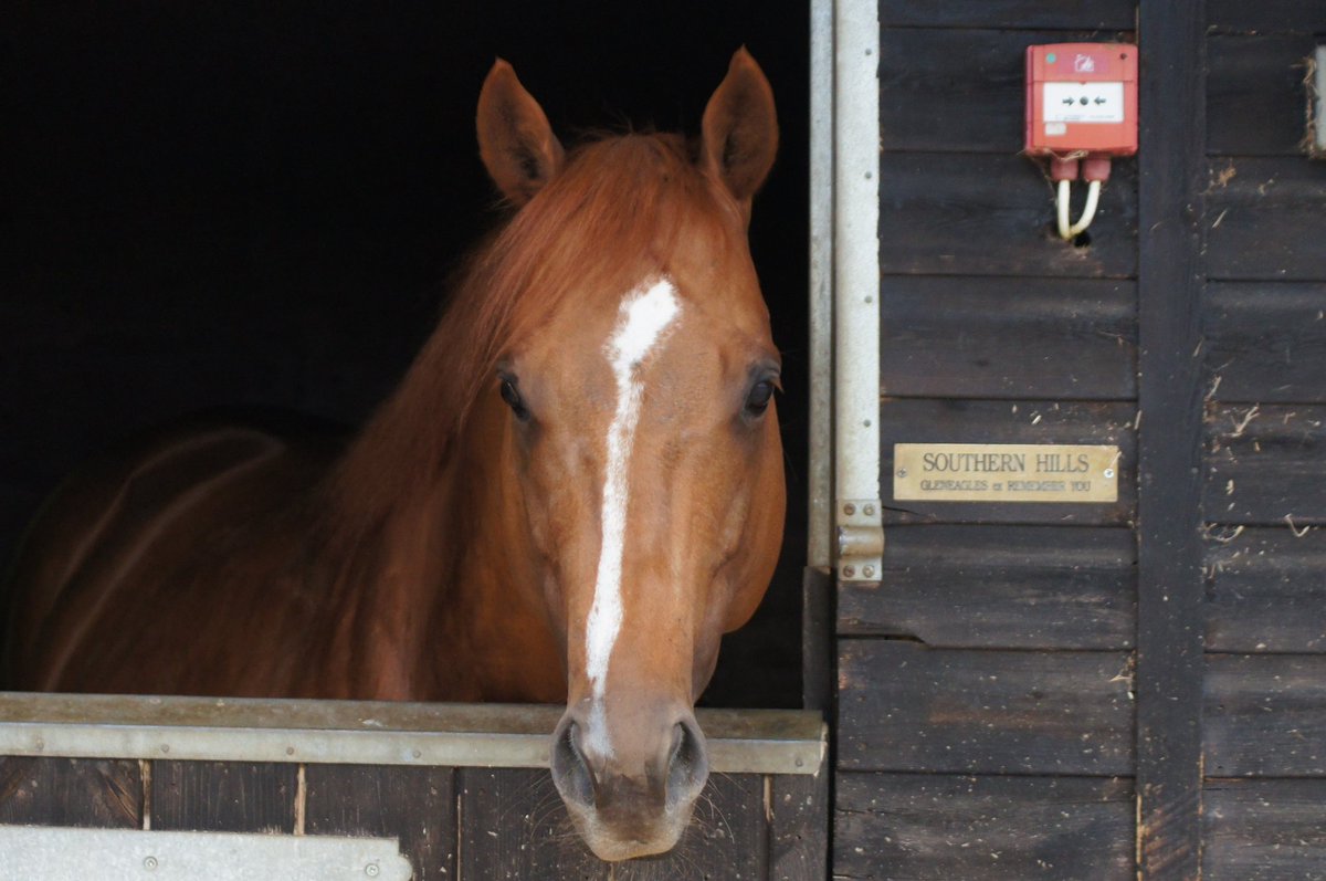 March Hare Stud tweet media