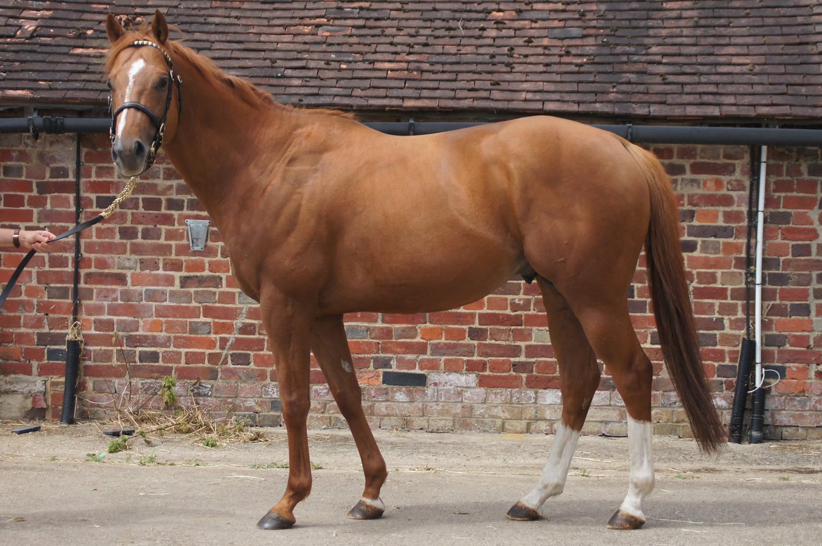 March Hare Stud tweet media