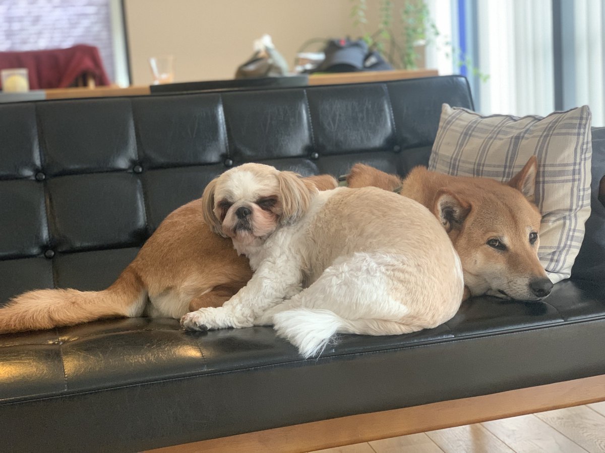 waonstagram's tweet photo. いぬもちりん
#犬用CBD
#CANNIMAL
#かんにまる https://t.co/DZhm1KTqmX