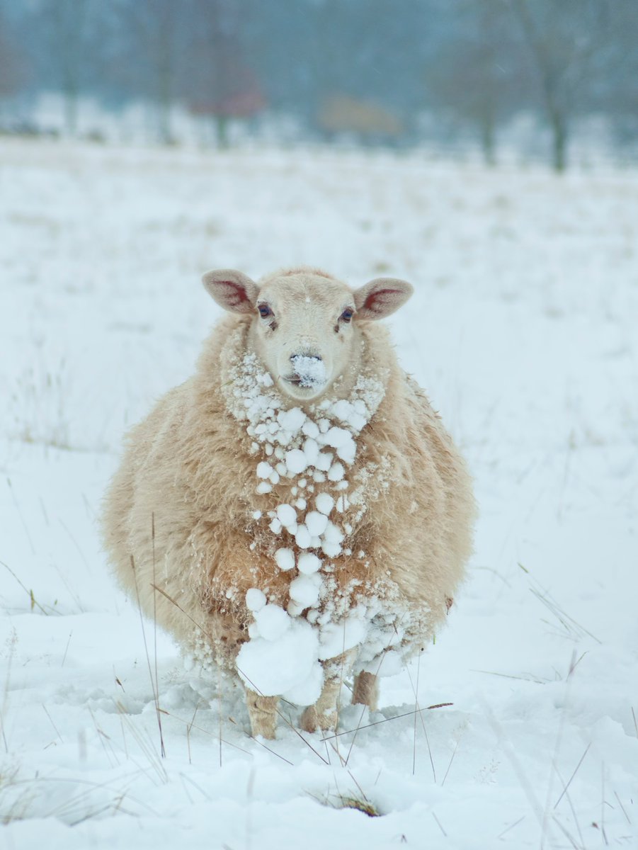 AnimalPlanet's tweet photo. Has it snowed yet in your neck of the woods? Might be time to get out the wool coats...🐑❄

📷: Peter Towle

#animals #lateautumnvibes https://t.co/PZE2bwj5na