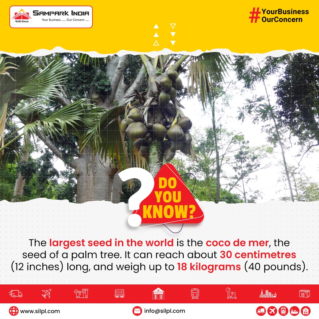 SilplIndia's tweet photo. #DoYouKnow Coco de Mer, is holding the record of world's #largestseed! With dimensions reaching up to 30 centimeters (12 inches) in length and a weight of up to 18 kilograms (40 pounds).

#seed #cocodemer #seed #doublecoconut #nature #samparkindialogistics https://t.co/KOq1CdH9KS