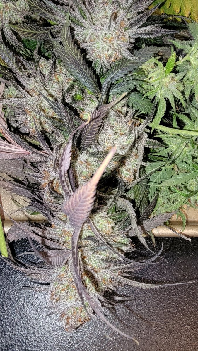 CryptoBudNFT's tweet photo. @Jaunru10 Could depend on how close to the light it was. Top of mine was purple, and the bottom of the plant was green. https://t.co/FxbEKJhea5