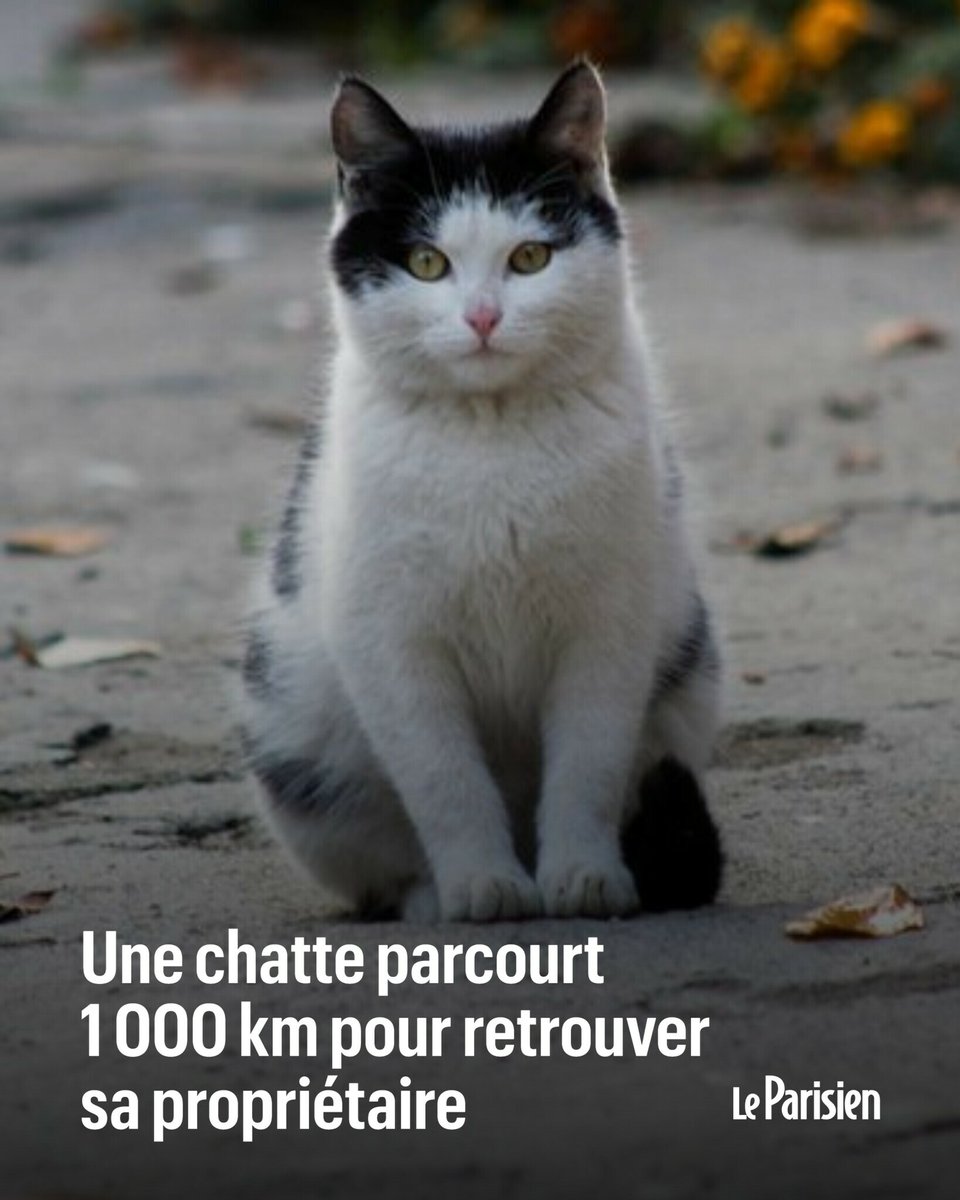Perdu en France, cet animal âgé de trois ans a parcouru 1 000 km jusqu’en Allemagne pour retrouver sa propriétaire qui avait déménagé outre-Rhin six mois plus tôt
➡️ l.leparisien.fr/kyu7