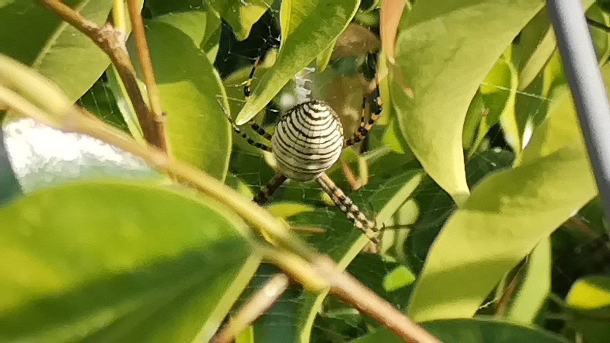 ENGH98's tweet photo. @Arachno_Cosas sabes di es de IM? Esta en un. Árbol en Nezahualcóyotl EDOMEX https://t.co/cAzXJFhlph