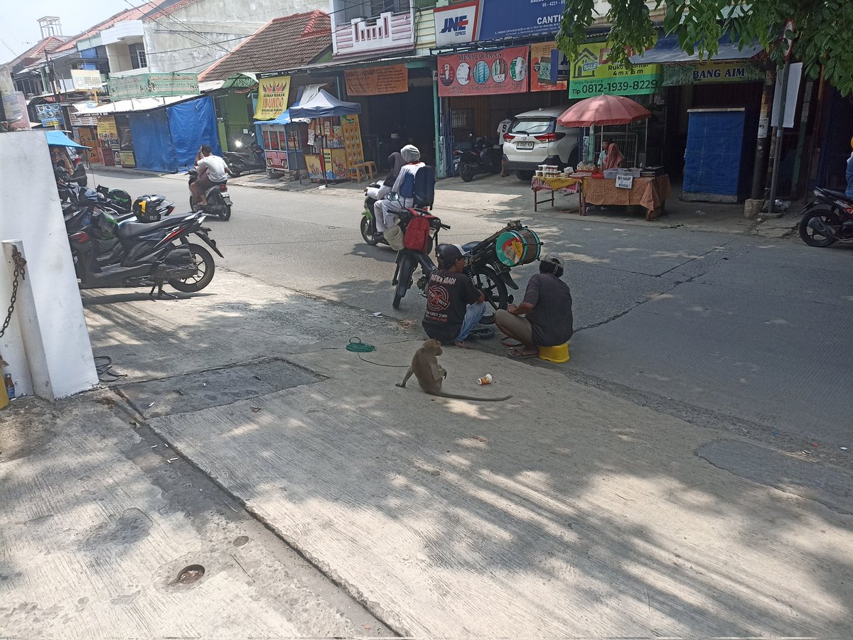 andruvictor's tweet photo. Sorry nih mau nanya @DivHumas_Polri   kalo topeng monyet ini kan melanggar hukum ya. Kalo polisi liat ini, apakah ga ditindak apa2? Apa harus dilaporin? Kalo melapor apakah dimintain duit? Daerah Bintara, Bekasi Barat https://t.co/lURAOmnMe4