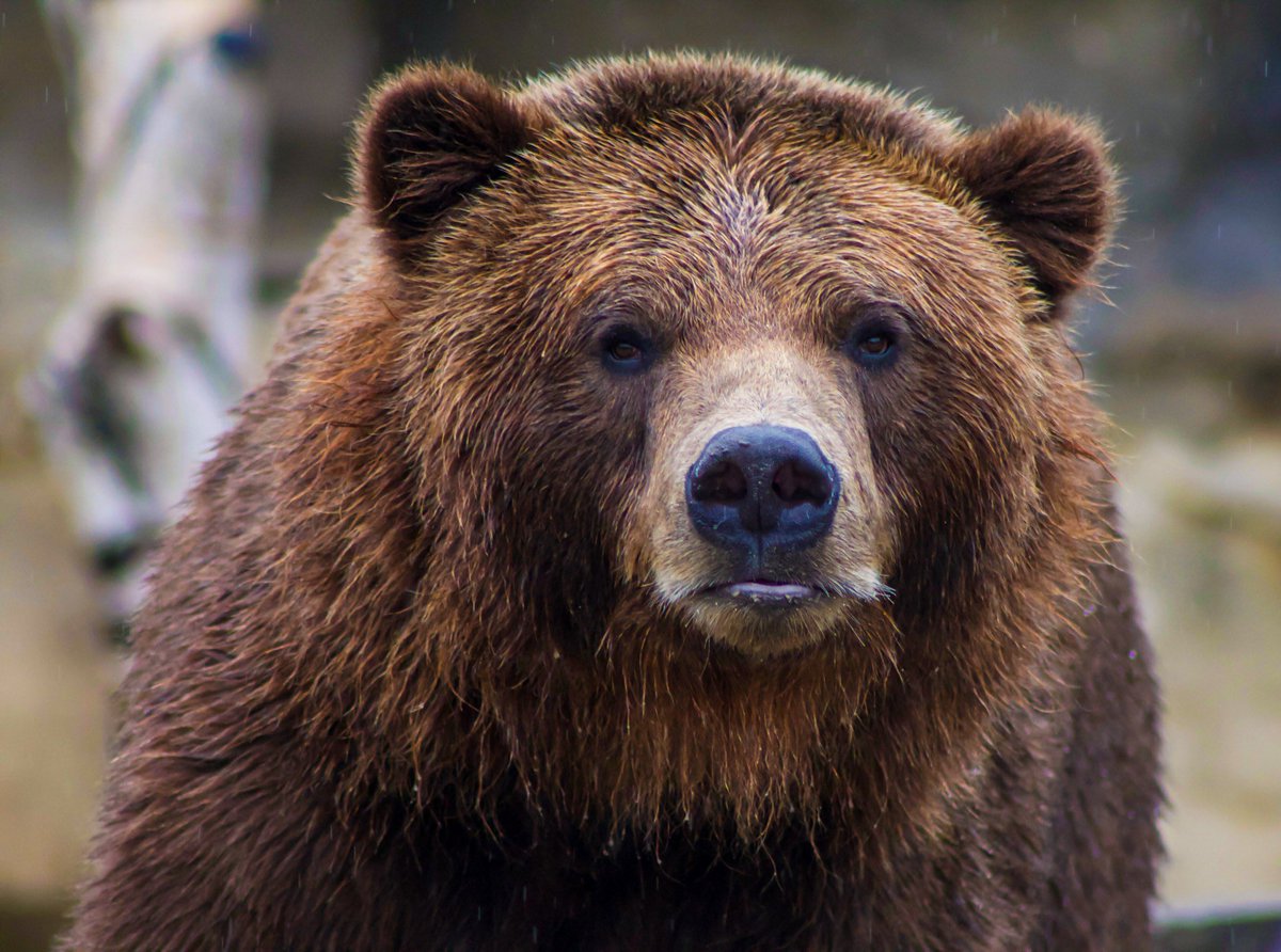 BearPosting's tweet photo. https://t.co/8rJ7cq1uKL