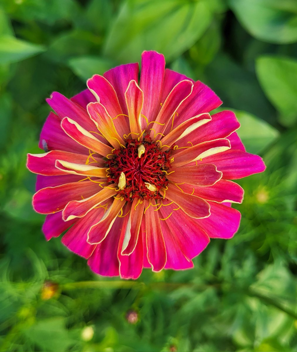 WILDLENS tweet media