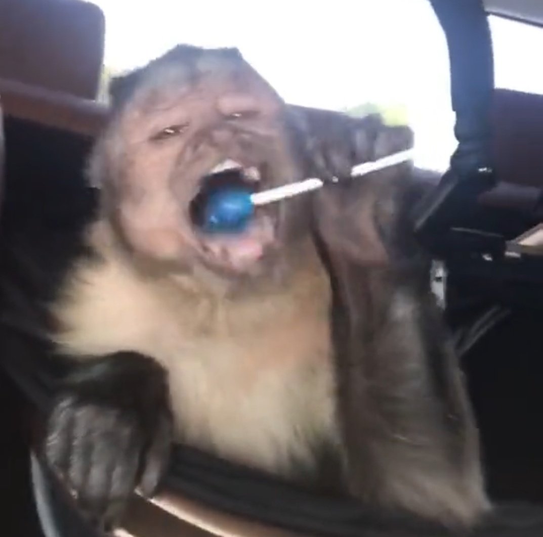 SomosAnalistas_'s tweet photo. Yo de morrillo cuando perdía la selección // yo ahorita https://t.co/4zYZz3y9gh
