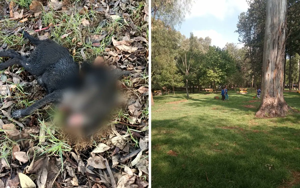 DefensaAnimal's tweet photo. 🧵👉🏻🚨 Asesino serial de perros acecha en Bosque de #Nativitas: Más de doce perros han sido asesinados de forma similar, lo que ha alarmado a paseantes y vecinos; tienen temor de que la violencia escale hacia personas.

@XochimilcoAl
@JoseCarlosXoch
@FiscaliaCDMX 

#TodaVidaVale https://t.co/rxocXzU4dP