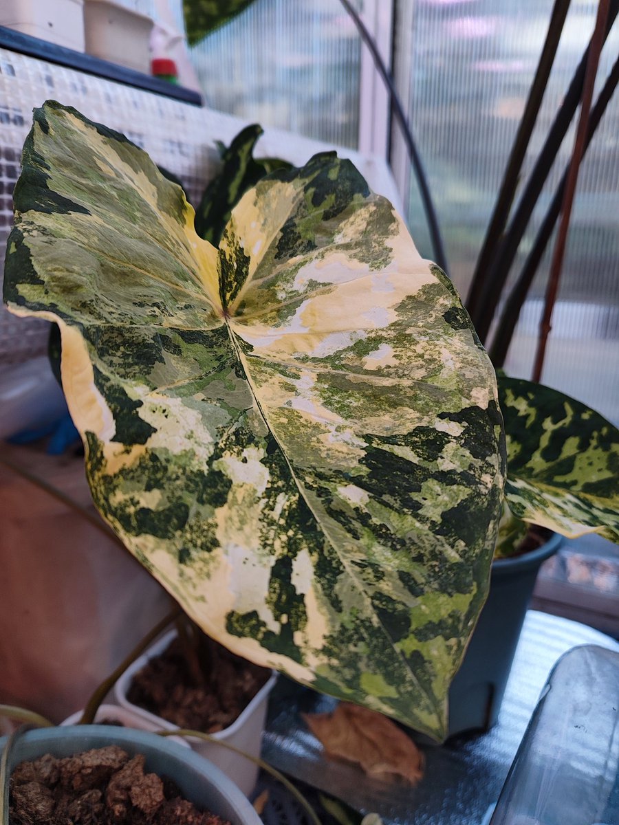 zczza2's tweet image. 休息真好