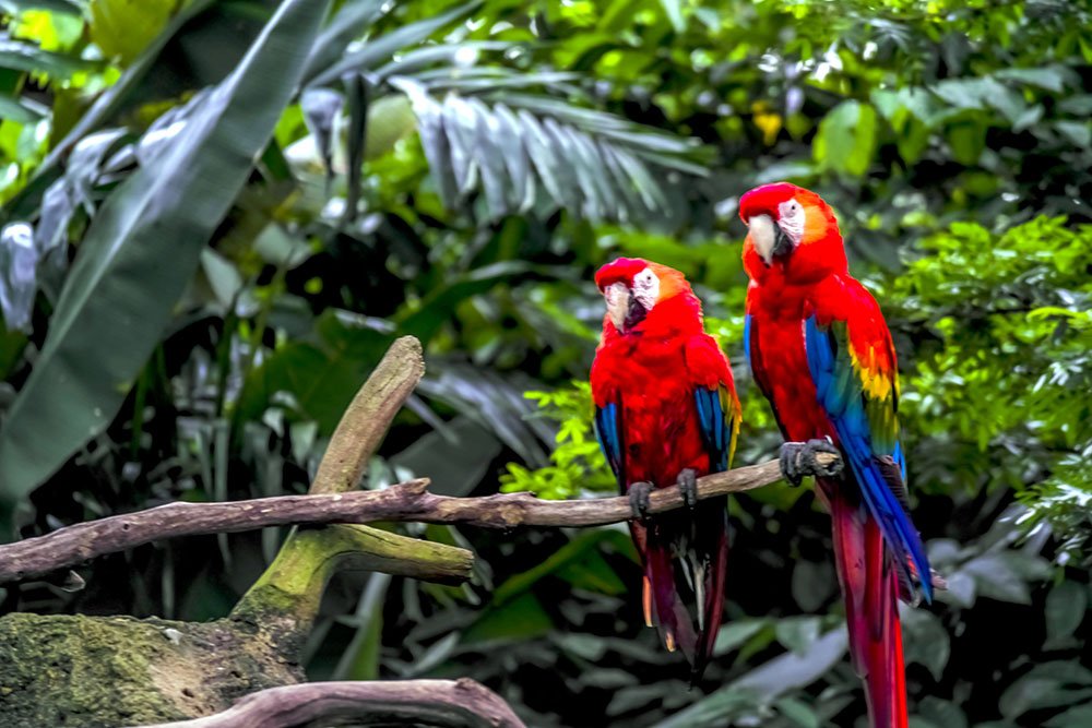 miriamkn's tweet photo. Scarlet Macaw: A burst of tropical brilliance in flight. 🌈🦜 Nature's living artwork on wings! ✨ #ScarletMacaw #NatureInColor https://t.co/ESXVAZMsl7