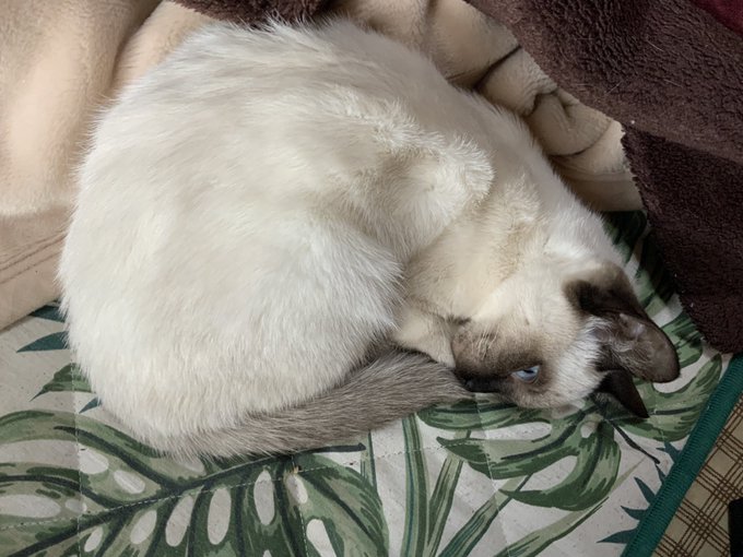 猫も丸くなる寒さ 