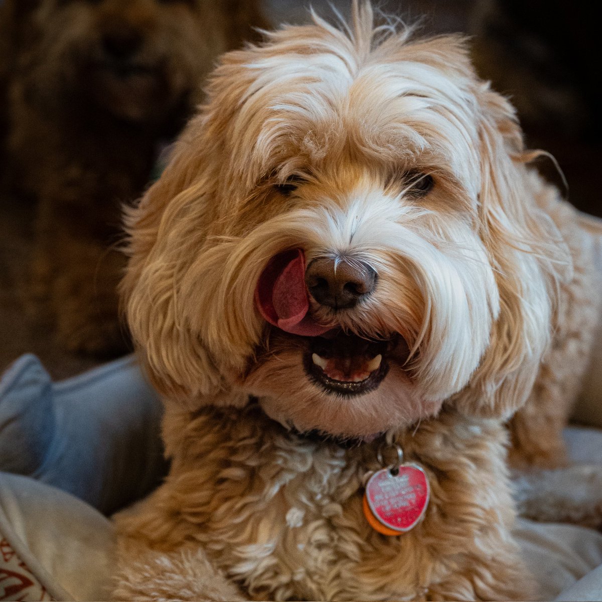 BGreeneVisuals's tweet photo. - D O O D L E -

#dog #dogsofinstagram #dogs #puppy #dogstagram #doglover #instadog #dogoftheday #doglife #love #doglovers #pet #cute #puppylove #pets #photography #puppies #photooftheday #dogsofinsta #art #instagood #love #dogphotography #doglove #animals #beautiful #petstagram https://t.co/t2GDeQVgaj