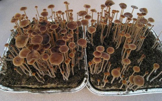 If you tweet the word 'magic mushroom' a bunch of ppl will pop up trying to sell you magic mushrooms 🤔😂 Why TF would I pay for something I can order spore's for and grow my own? 😂 These mfs are trying to rob people/charge them for something I can grow on my own. See? 😂