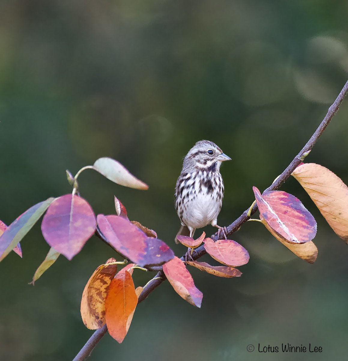 lotuswinnielee's tweet image. Early in the morning ⁦@prospect_park⁩ : the Song Sparrow and the multicolored leaves creates such a simple but pretty picture. #songsparrow #sparrows #fallfoliage #birdwatching #wildlife