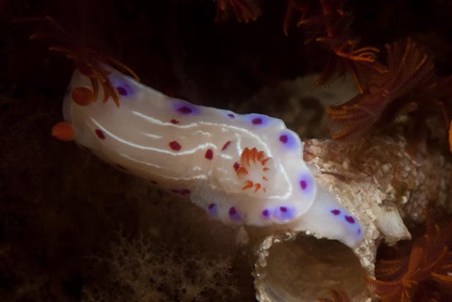 seastung's tweet photo. #seaslugSaturday because why not... all from False Bay. #ocean #marinelife #biodiversity https://t.co/mRw84H6xon