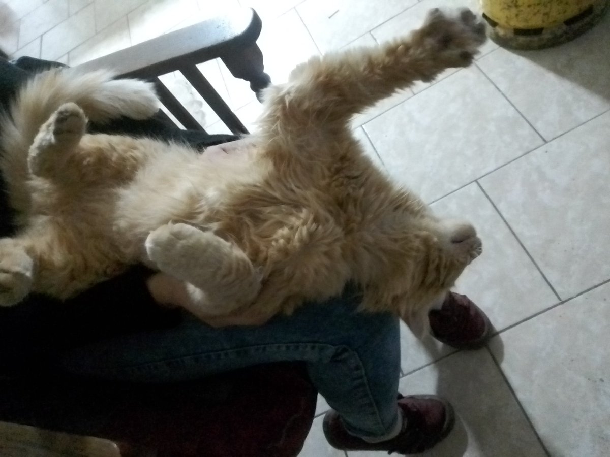 El gato de Maribel💜