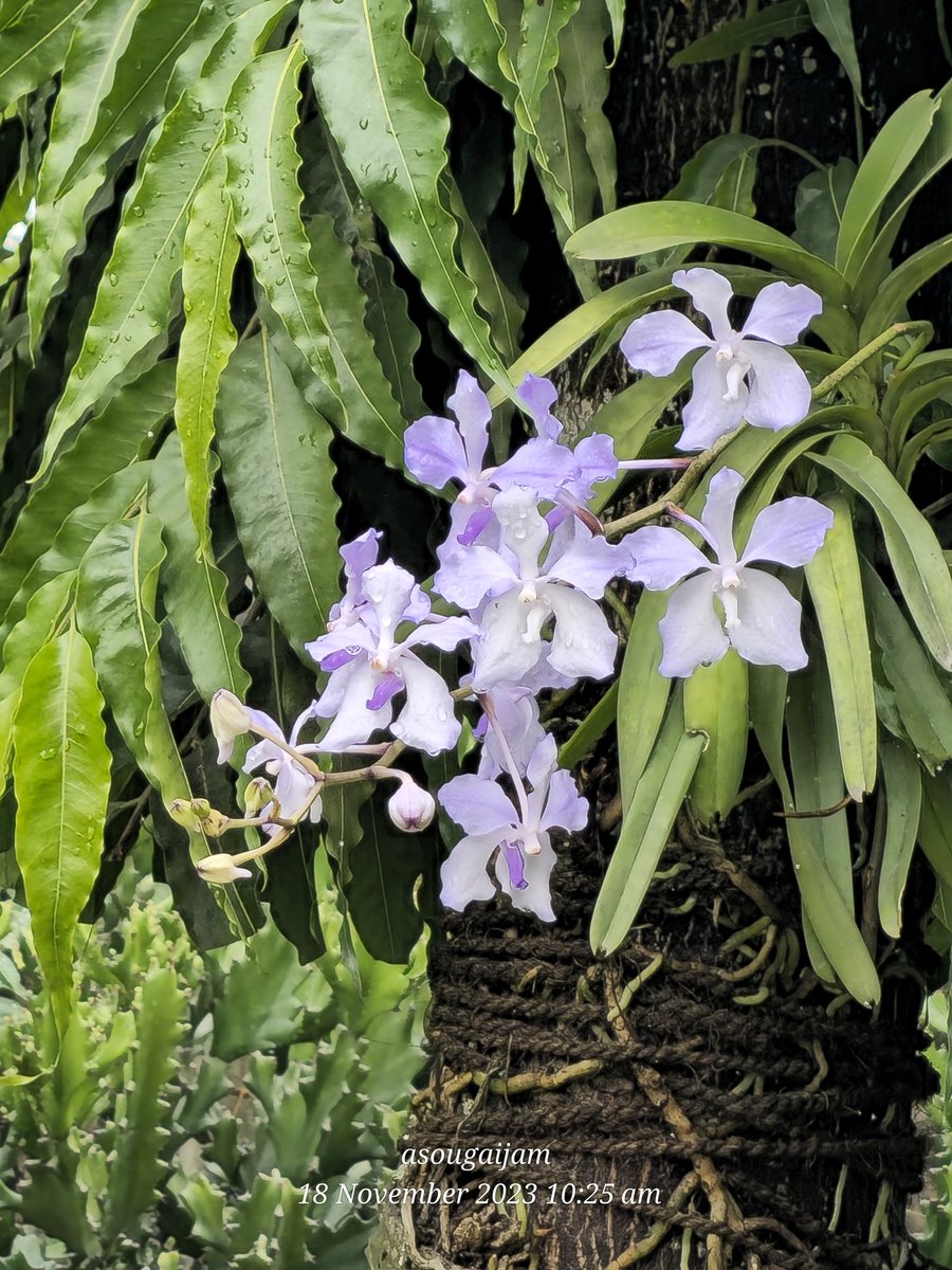 After mera ki nong...rain drops on kwaklei/local blue vanda
#orchidlovers