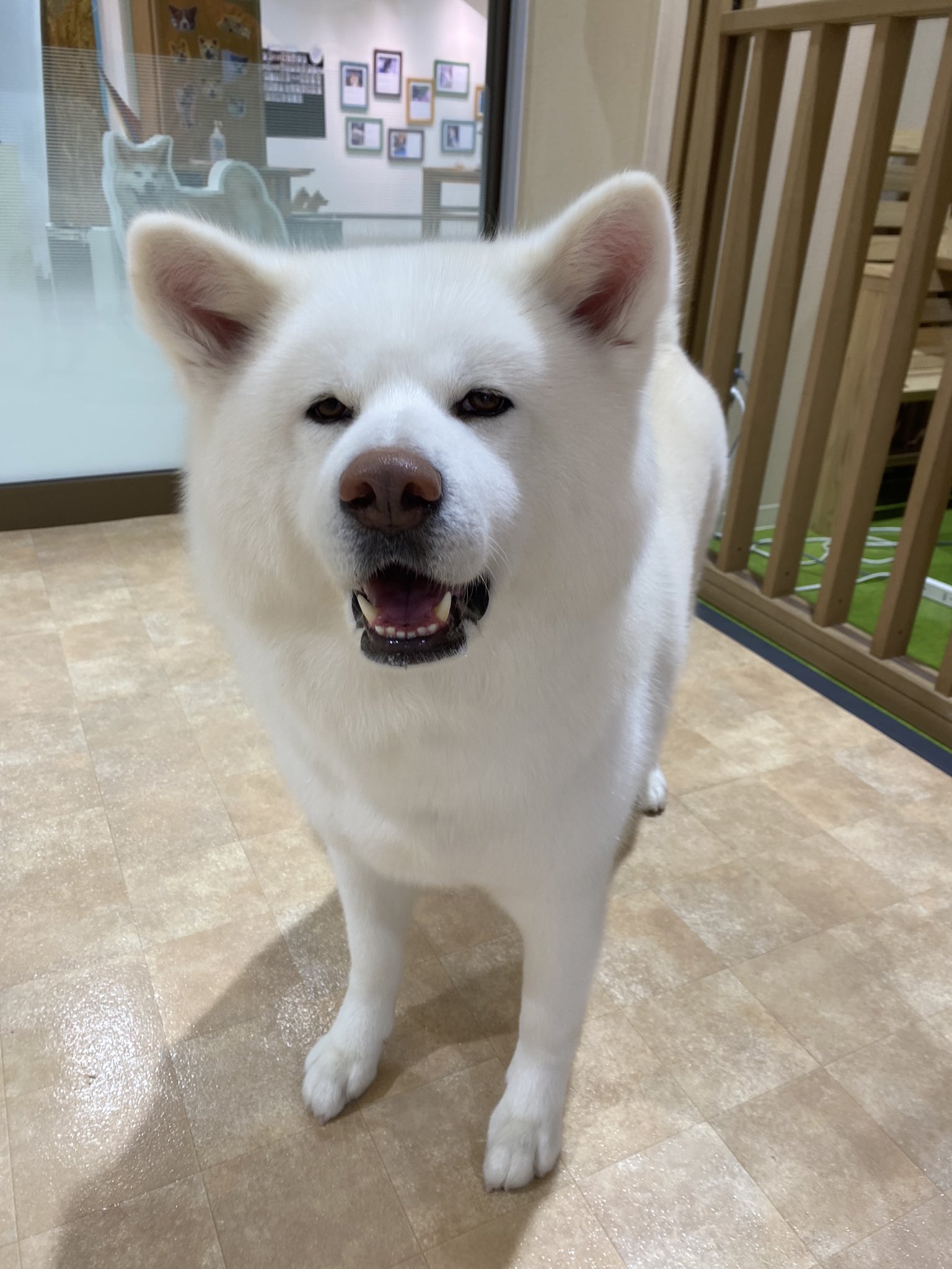秋田犬の里【公式】 on X: 