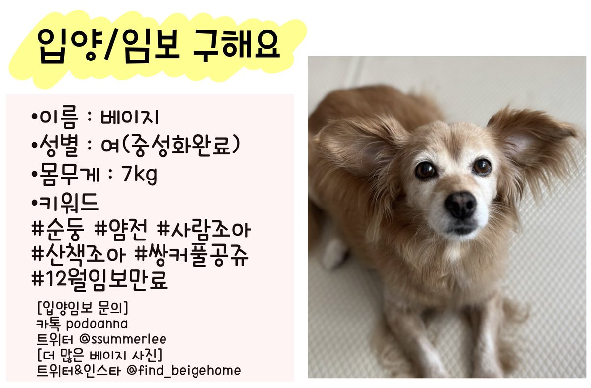 💝넘나 순하고 어여쁜 베이지씨의 입양/임보 구합니다💝
베이지는 춘천 시골에서 마당개로만 묶여살았어요. 지금은 마당개 생활이 무색할 정도로 실내생활에 완벽 적응한 순둥갱얼지에요. 곧 세번째 임보가 끝납니다. 베이지를 위해 작은 용기 내어주세요🤎
#가족찾는_베이지