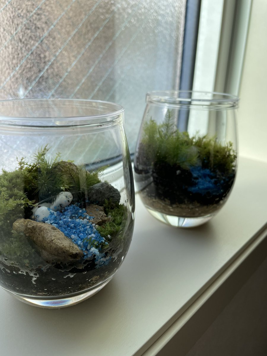 jimi_hendmix's tweet photo. 子供達が初苔テラリウムチャレンジしました🤗
二人とも上手く出来たみたいで満足気❤️
とても丁寧に指導して頂き、苦戦しながらも作り上げました🎵
ありがとうございました😊
#windwing #苔テラリウム https://t.co/gckwgpGrvO