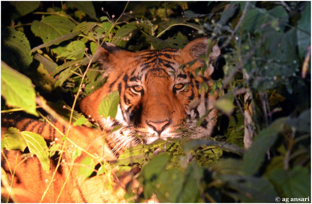 DYK on 18th Nov 1972 Royal Bengal Tiger Declared as National Animal of India.