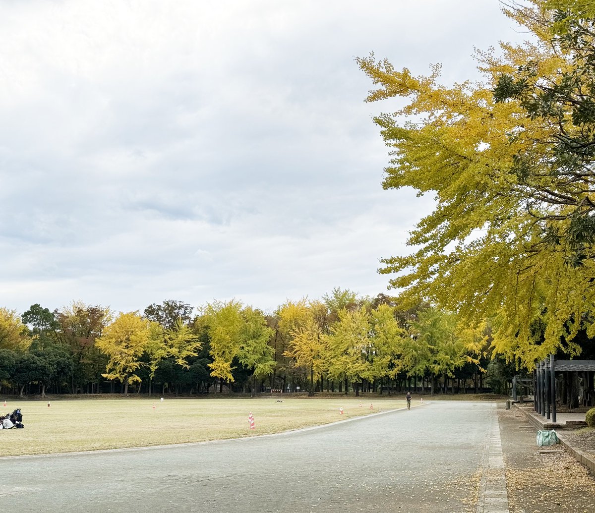 nadesign's tweet photo. 走るデザイナー
冷んやりした空気の中、久しぶりに走れました。
いつもの公園は黄色く色づいています

Today's #applemusic is #shogohamada 
Ran 8.21 km with the #NRC

#adidas #adidasrunning #adizero #adizeroadiospro2 #running  #runner #runners  #applewatch #beatsfitpro https://t.co/foYy1Ek2mg