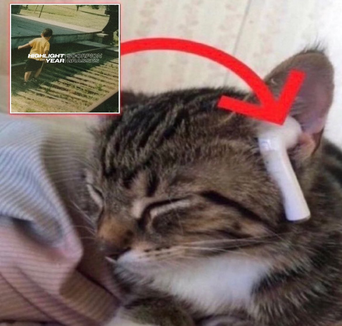 SCORPION GRASSES IS OUT NOW

linktr.ee/highlightofthe…